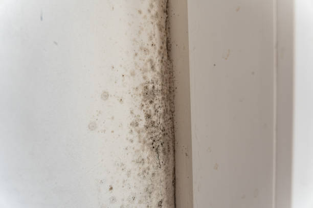 Best Environmental Consulting for Mold Prevention  in USA